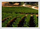 Barossa Valley