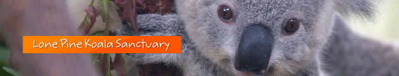 Lone Pine Koala Sanctuary
