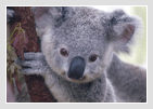 Lone Pine Koala Sanctuary