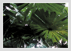 Kuranda
