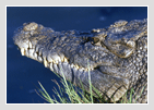 Crocodylus Park