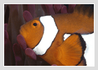Indo Pacific Marine
