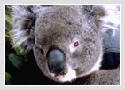 Healesville Sanctuary