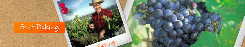Fruit Picking Australia